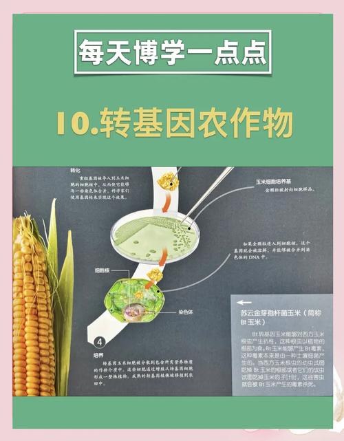 基因编辑农作物抗旱性提升的进展