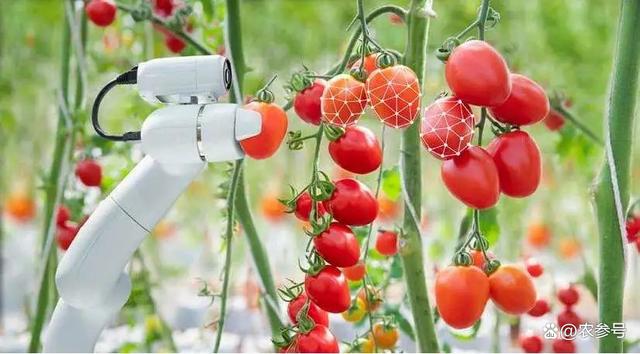 农业机器人突破：自动采摘与果实成熟度智能识别