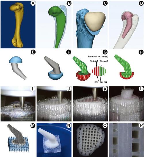 活体3D打印的组织工程应用
