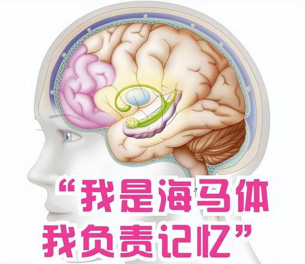 脑机接口记忆增强：海马体电刺激的认知提升