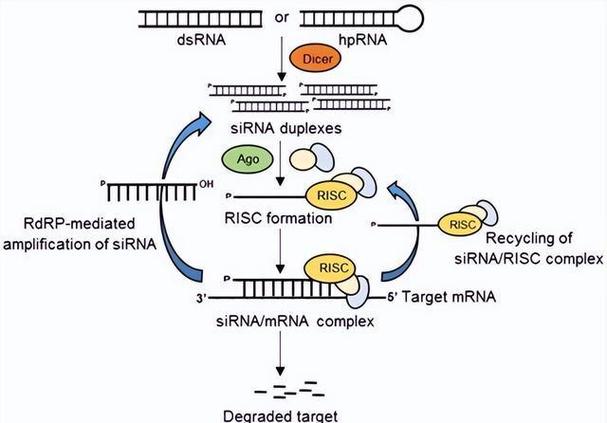基因沉默技术：RNA 干扰（RNAi）的临床应用进展