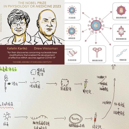 AI 疫苗佐剂设计：免疫刺激通路的计算模拟