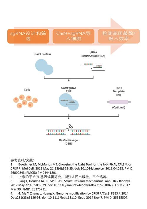 CRISPR-Cas9 基因编辑技术：原理、应用与伦理争议
