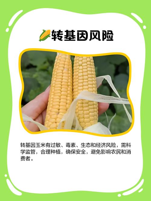 基因编辑作物田间试验：CRISPR 改造玉米的抗虫性验证
