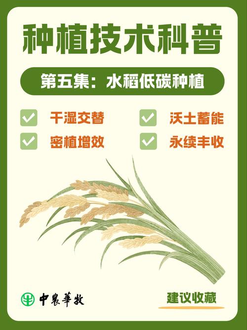 基因编辑培育固碳水稻:助力碳中和目标