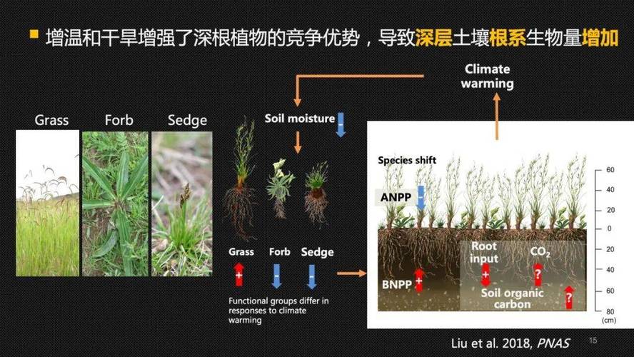 基因编辑培育固碳植物:助力碳中和目标