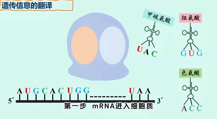 蛋白质折叠预测算法：破解生命密码的新钥匙