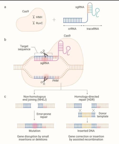 CRISPR-Cas9 基因驱动：改写蚊子性别比例的生态实验
