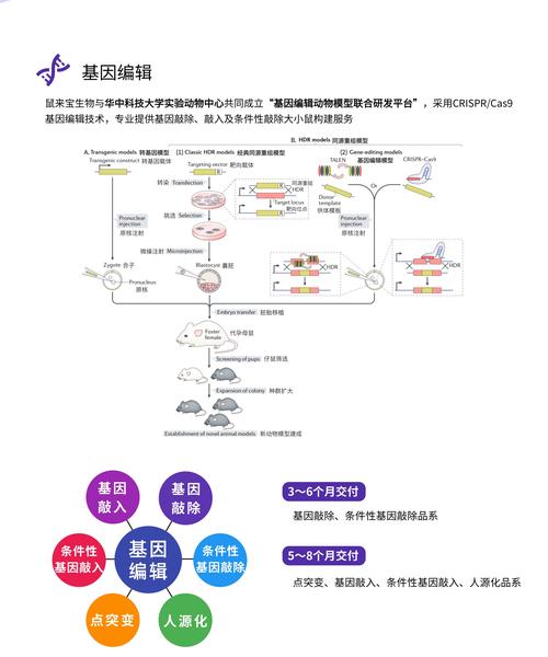 基因编辑与个性化医疗：定制治疗方案