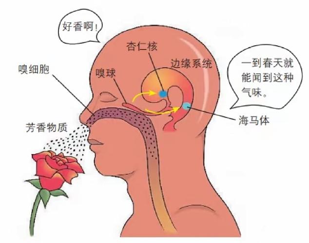 神经形态嗅觉传感器的灵敏度