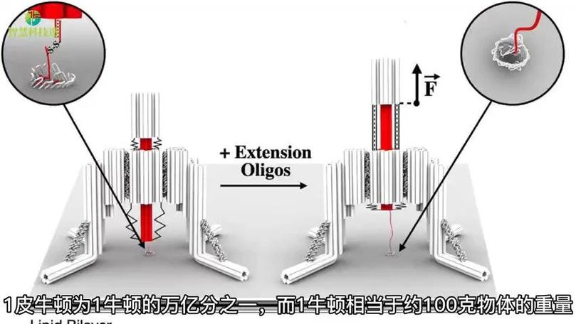 DNA纳米机器人的运动轨迹精确控制